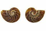 Cut & Polished Nautilus Fossils - 1/2 to 1" Size - Photo 2